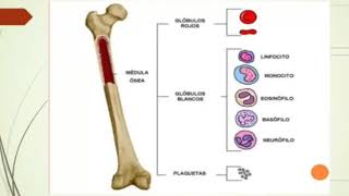 HematopoyesisplaquetasHISTOLOGÍA [upl. by Lenod974]