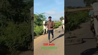 SSR BULLS వజ్ర ampయోధ shortsshort feed viral songsbestfoodforongolebcowongole [upl. by Polloch]