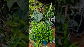 🤩Mi esposo madruga a regar las plantas del patio trasero las tiene muy bonitas artemodayplantas [upl. by Neumann]