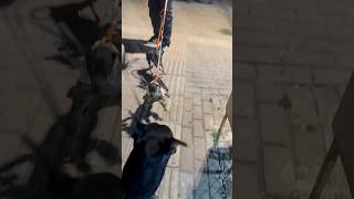 Minik Dobermanlar önümüzü kesti 😱😂 dog doberman puppy [upl. by Mervin142]