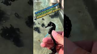 black seahorse microfacts [upl. by Neelhtak]