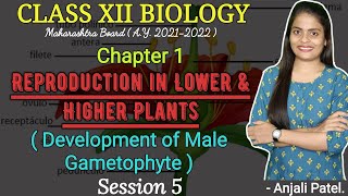 Class XII  Development of male gametophyte  Reproduction in lower and higher plants  Anjali Patel [upl. by Petrine340]