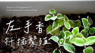 左手香扦插繁殖好容易！手把手教學碰碰香到手香🌿Steps for Propagation of Plectranthus amboinicus by cuttings indianborage [upl. by Crandale121]