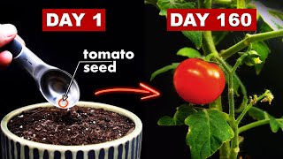 Growing TOMATOES 🍅 From Seed  160 Days Time Lapse [upl. by Mast630]