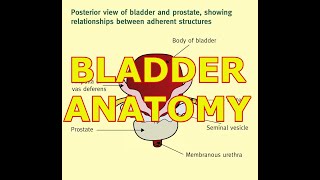 BLADDER ANATOMY [upl. by Introc]