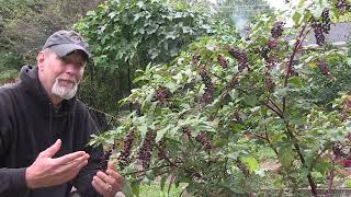 5 SURprising Things About Pokeweed [upl. by Ducan]