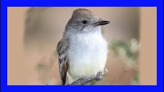 Ashthroated Flycatcher Singing Calling Sound Papamoscas Cenizo Canto  Myiarchus Cinerascens [upl. by Kurland]