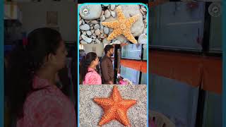 StarFish Feeding  Marine Aquarium  Star Fish  ThamizhTalks thamizhtalks aquariumstarfish tts [upl. by Tedd]