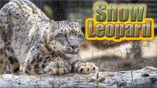 Snow Leopard  Panthera uncia  Animals Puzzle [upl. by Adrian]