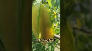 Belimbing Madu buahbelimbing belimbingmadu [upl. by Naoj]