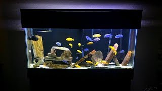 Mbuna Aquarium Setup  Gorgeous African Cichlid Aquarium [upl. by Vivyanne586]