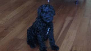 Black Australian Labradoodle Puppy [upl. by Ecire715]