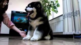 Giant Alaska Malamute [upl. by Shelton]