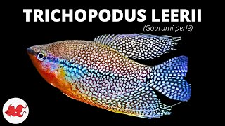 Gourami perlé  Trichopodus leerii ✔ [upl. by Rosabelle]