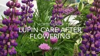 How to care for Lupins after flowering [upl. by Sil]