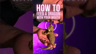 A Different Way To Feed Your Bearded Dragon beardeddragon reptiles animals [upl. by Rosa646]