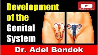 Development of the Genital System Dr Adel Bondok [upl. by Assilaj]