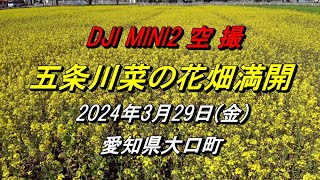 DJI MINI 2 大口町五条川「菜の花畑 満開」空撮 2024329金 【愛知県大口町】 [upl. by Huskamp]