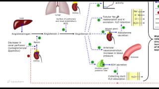 Sistema renina angiotensina aldosterone Laldosterone [upl. by Kanal485]