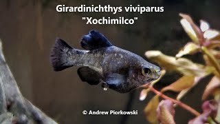 Girardinichthys viviparus quotXochimilcoquot Update Critically Endangered Goodeid amp Other Rare Fish [upl. by Adnwahs]