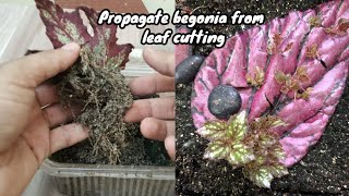 How to propagate begonia from leaf  begonia plant propagation 🌿☘️ leaf propagation [upl. by Odelinda]