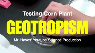 Geotropism Test with Corn Plants [upl. by Kristina]