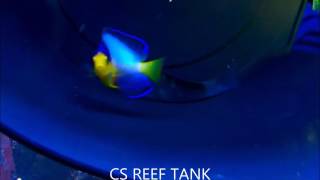 Centropyge multicolor  thalassoma jansenii 400G Reef Tank 1500L Riff [upl. by Eudo]