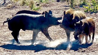 Breeding behavior of wild boars [upl. by Henryson638]