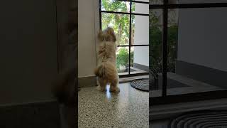 Lhasa Apso looking out front door [upl. by Lawler]