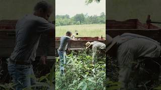 Loading Firewood on the Hay Wagon on the 4th of July  with Titus Morris [upl. by Dich]