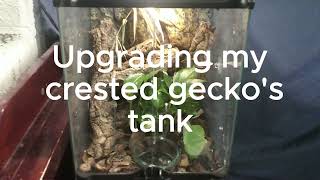 Upgrading my crested geckos tank [upl. by Base411]