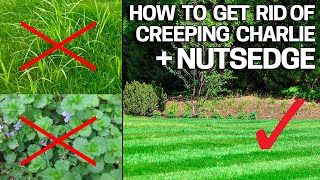 How to Get Rid of Creeping Charlie amp Nutsedge in the Lawn  Weed Control Like a Pro [upl. by Gretchen]