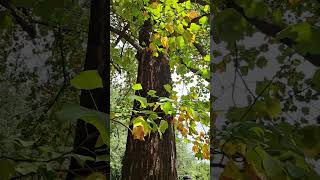 Liriodendron Tulipifera [upl. by Craddock]