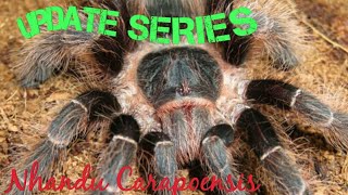 Nhandu carapoensis  Brazilian Red Tarantula [upl. by Monte]