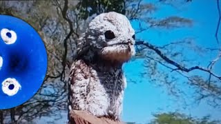 This is not an urban legend it is real  Potoo [upl. by Durante527]