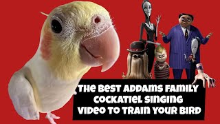 The best Addams family COCKATIEL SINGING video to train your bird COCKATIEL TRAINING SONG WHISTLE [upl. by Arymas]