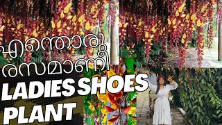 Thumbergia mysorensis പന്തലിലെ വസന്തം  Indianclock vine  Ladies shoes plant [upl. by Mikey]