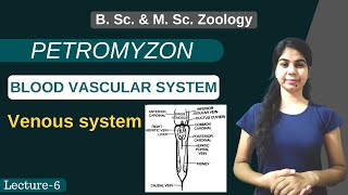 PETROMYZON  BLOOD VASCULAR SYSTEM  Venous system  Part 6  B Sc amp M Sc  Zoology [upl. by Sternlight983]