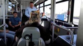 How to ride the Bus  General Public [upl. by Aushoj]