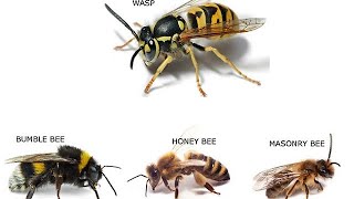 Honeybee vs Wasp 🐝 sting showdown And Bathroom life of bees [upl. by Walden]