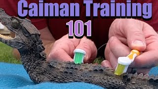 Dwarf Caiman Crocodile Training 101  Beginners should know this [upl. by Nosila336]