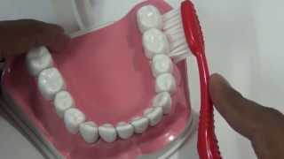 Bass Technique of Toothbrushing  Brushing Demo Tips to Follow [upl. by Ybreh369]