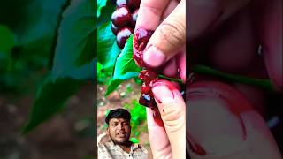 Lichi ka ras 🍓🍎🍊youtube shortvideo fruit video viralvideo youtube shortvideo [upl. by Anneehs]