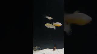 🕛 Short  Rare poecilia vivipara Un ovovivipare hors du commun en aquarium vivipara poecilia [upl. by Nomma927]