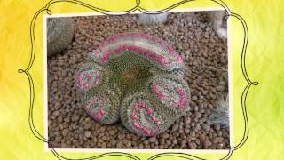 Апорокактус плетевидный  кактус Aporocactus flagelliformis [upl. by Schlessinger602]