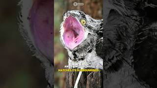 Potoo  The Ghost Bird shorts facts birds [upl. by Nereids]