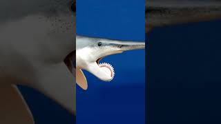 Helicoprion The Prehistoric Shark with a Buzzsaw Jaw shark wildlifediversity shortsvideo [upl. by Eryt]