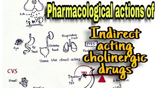 Cholinergic Drugs Pharmacological Action Indirect Acting Drugs and Anticholinesterases [upl. by Agatha]