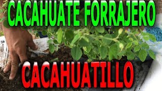 Como reproducir la planta Mani forrajero cacahuatillo Arachis pintoi [upl. by Averi]