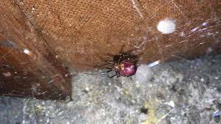 NEW ADDITION  False Widow Spider Steatoda grossa [upl. by Issy876]